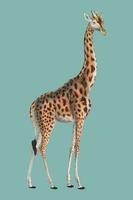 Camelopardis Giraffe - The Giraffe (1837) de Georges Cuvier (1769-1832), una ilustración de una bella jirafa y bocetos de su cráneo. Mejorado digitalmente por rawpixel. vector