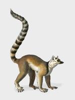 Lemur de cola anillada (Lemur Catta) ilustrado por Charles Dessalines D &#39;Orbigny (1806-1876). Mejorado digitalmente desde nuestra propia edición 1892 de Dictionnaire Universel D&#39;histoire Naturelle. vector