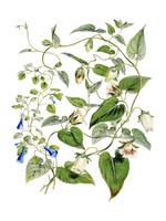 Indian tobacco Lobelia inflata from Illustrations of Himalayan plants 1855 by W. H. Walter Hood Fitch 1817-1892. Digitally enhanced by rawpixel. vector