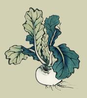 Radish by Kno Bairei 1844-1895. Digitally enhanced from our own original 1913 edition of Bairei Gakan. vector