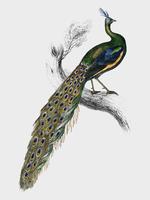 The Naturalists Library by Sir William Jardine 1836, a majestic male peafowl portrait. Digitally enhanced by rawpixel. vector