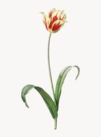 Vintage Illustration of Didier39s tulip vector