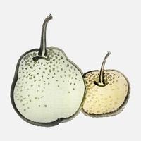 Asian pears by Kno Bairei 1844-1895. Digitally enhanced from our own original 1913 edition of Bairei Gakan. vector