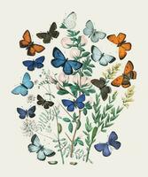 Illustrations from the book European Butterflies and Moths by William Forsell Kirby 1882, a kaleidoscope of fluttering butterflies and caterpillars. Digitally enhanced by rawpixel. vector