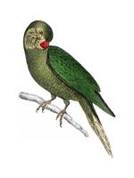 The History of the Earth and Animated Nature by Oliver Goldsmith 1774, a rare antique handcolored tableau of two parakeets. Digitally enhanced by rawpixel. vector