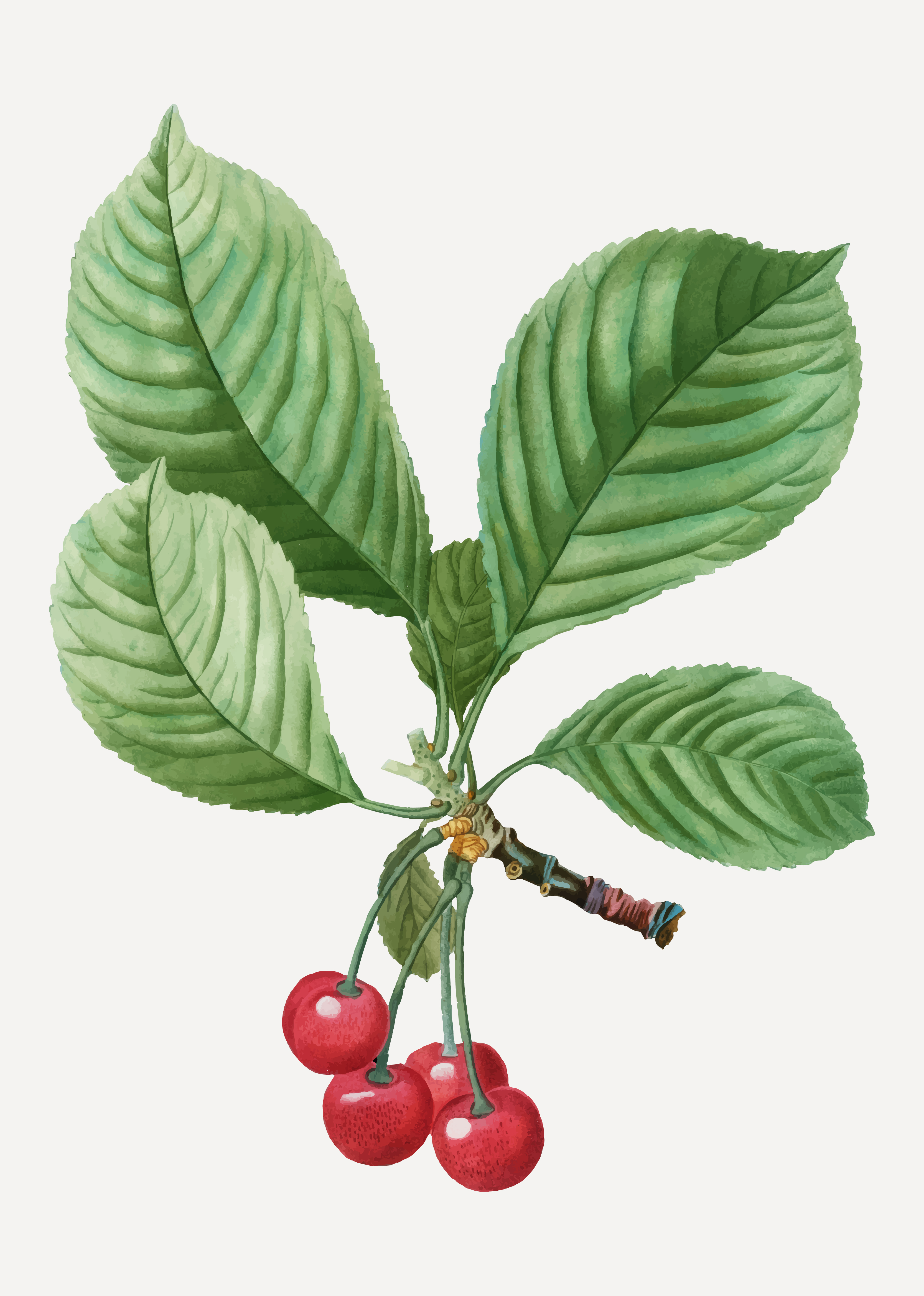 Cherry blommor dating service