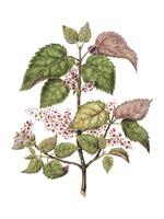 Antique plant Makomako - Aristotelia Racemosa drawn by Sarah Featon 1848 - 1927. Digitally enhanced by rawpixel. vector