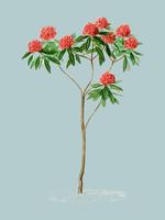 Rhododendron arboreum illustrated by Charles Dessalines D39 Orbigny 1806-1876. Digitally enhanced from our own 1892 edition of Dictionnaire Universel D39histoire Naturelle. vector