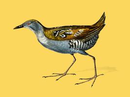 Crake de Baillon (Porzana pusilla) ilustrado por Charles Dessalines D &#39;Orbigny (1806-1876). Mejorado digitalmente desde nuestra propia edición 1892 de Dictionnaire Universel D&#39;histoire Naturelle. vector