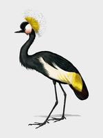 Black crowned crane Balearica pavonina illustrated by Charles Dessalines D39 Orbigny 1806-1876. Digitally enhanced from our own 1892 edition of Dictionnaire Universel D39histoire Naturelle. vector