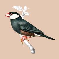 Java Sparrow Lonchura Oryzivora illustrated by Charles Dessalines D39 Orbigny 1806-1876. Digitally enhanced from our own 1892 edition of Dictionnaire Universel D39histoire Naturelle. vector