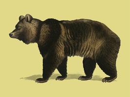 Oso pardo (Ursus Arctos) ilustrado por Charles Dessalines D &#39;Orbigny (1806-1876). Mejorado digitalmente desde nuestra propia edición 1892 de Dictionnaire Universel D&#39;histoire Naturelle. vector