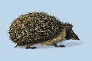 European Hedgehog Erinaceus Europaeus illustrated by Charles Dessalines D39 Orbigny 1806-1876. Digitally enhanced from our own 1892 edition of Dictionnaire Universel D39histoire Naturelle. vector