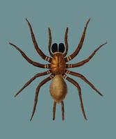 Black tunnelweb spider Mygale quoyi illustrated by Charles Dessalines D39 Orbigny 1806-1876. Digitally enhanced from our own 1892 edition of Dictionnaire Universel D39histoire Naturelle. vector
