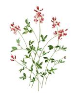 Indigofera procumbens ilustrado por Charles Dessalines D &#39;Orbigny (1806-1876). Mejorado digitalmente desde nuestra propia edición 1892 de Dictionnaire Universel D&#39;histoire Naturelle. vector