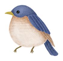 Hand-drawn Tickell39s Blue Flycatcher vector