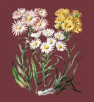 Antique plant New Zealand snow groundsels drawn by Sarah Featon 1848 - 1927. Digitally enhanced by rawpixel. vector