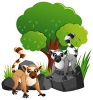 Two cute lemures on rocks vector