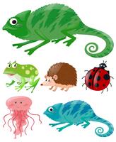 Lizard and other animals vector