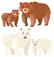 Grizzly and polar bears vector