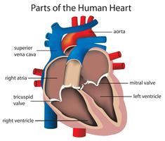 Partes del corazon vector