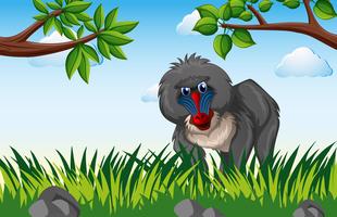 Baboon living in the forest vector