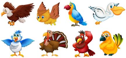 Different types of birds vector