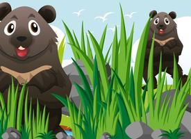 Two grizzly bears on grass vector