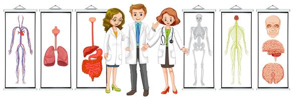 Three doctors and different human system diagrams vector