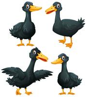 Black ducks in four actions vector