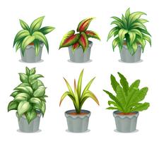Green leafy plants vector