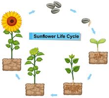 Diagram showing life cycle of sunflower vector