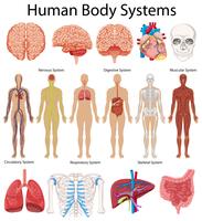 Diagrama que muestra los sistemas del cuerpo humano. vector