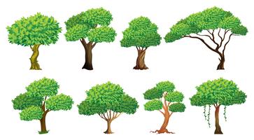 Tree set vector