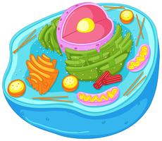 Close up diagram of animal cell vector
