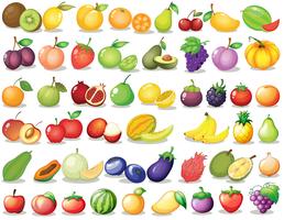Set de frutas vector