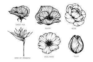 Conjunto de la colección de la ilustración del dibujo de la flor. vector