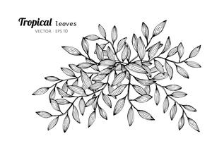 Tropical leaves drawing illustration. vector