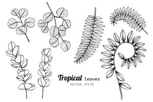 Collection set of Tropical leaves drawing illustration. vector