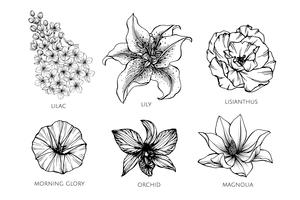 Collection set of flower drawing illustration. vector