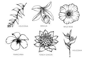 Collection set of flower drawing illustration. vector