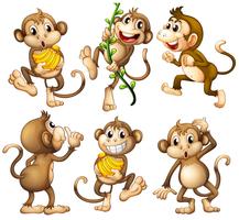 Playful wild monkeys vector