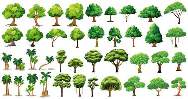 Tree set vector