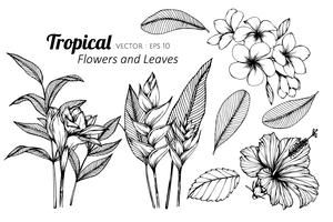 Collection set of Tropical flower and leaves drawing illustration. vector