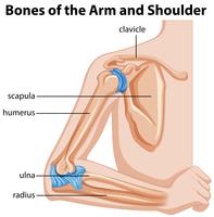 Bones of the arm and shoulder vector