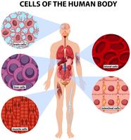 Células del cuerpo humano. vector