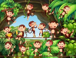 Monos que viven en el bosque vector
