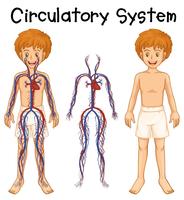Boy with circulatory system vector