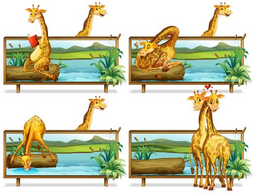 Giraffes in the wooden frames