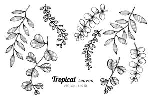 Conjunto de la colección del ejemplo tropical del dibujo de las hojas. vector